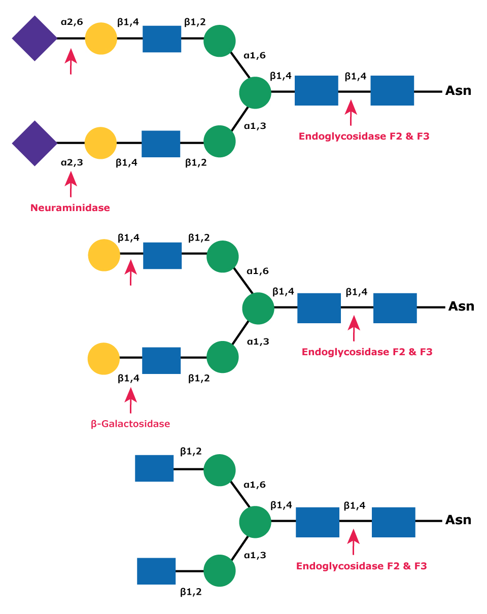 Diagram showing the cleavage site for Endoglycosidase F2 (Endo F2) and Endoglycosidase F3 (Endo F3) in a complex biantennary glycan with sequential degradation by exoglycosidases neuraminidase and β-galactosidase.