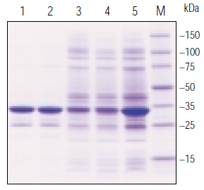 Analysis of BugBuster® reagent extracted