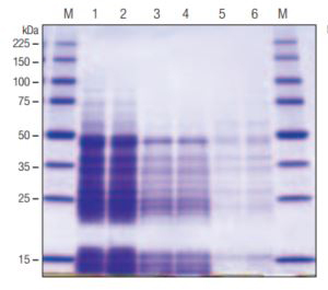 SDS-PAGE analysis of GST•Bind™ and Ni-NTA His•Bind®
