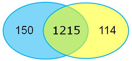 Traditional vs Rapid