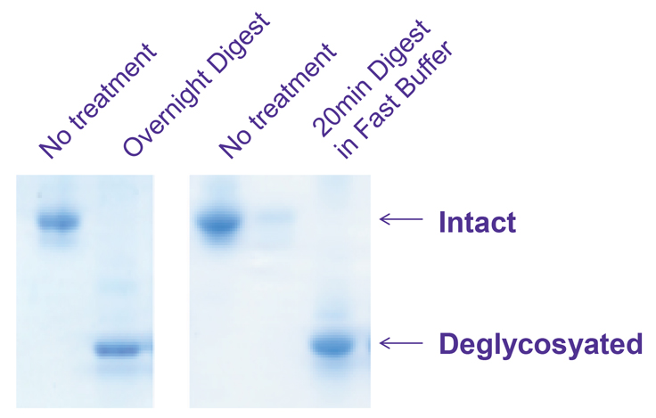 Bovine Acid glycoprotein (G3643) was deglycosylated with PNGase F
