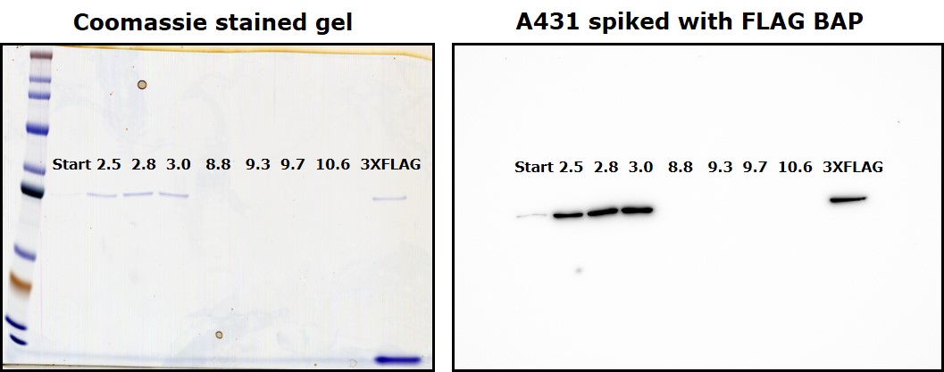 广泛的pH范围(2.5-10.6)条件洗脱，对比3X FLAG®肽洗脱。