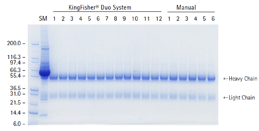 SDS-PAGE凝胶：使用 PureProteome™ Protein G 磁珠从兔血清中纯化 IgG。