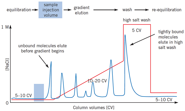 Typical IEX separation using linear gradient elution
