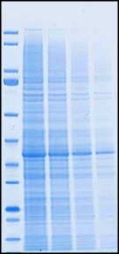 Competitor T 50-minute run time