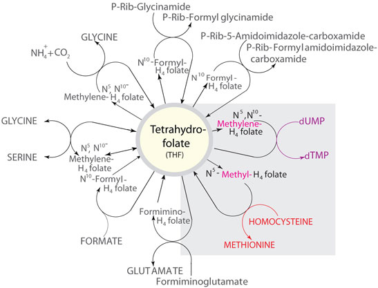 Some of the reactions in which THF metabolites function as carbon donors.