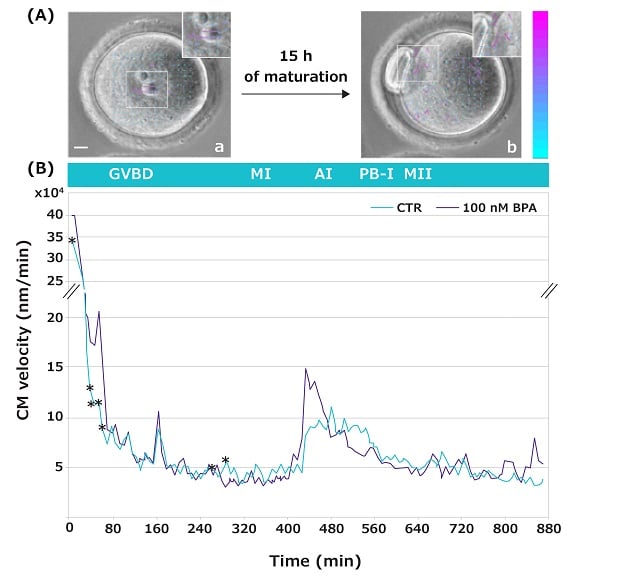 Cytoplasmic Movement Velocity (CMV) study of mouse oocyte in 100 nM BPA Cytoplasmic Movement Velocity (CMV) images of mouse oocyte maturation in 100 nM BPA