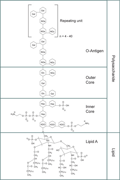 General structure for bacterial lipopolysaccharides