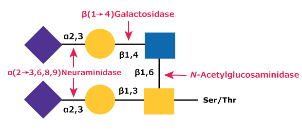 Diagram showing the removal of β(1→4)-galactose (Gal) residues using β(1→4)-galactosidase and removal of N-acetylglucosamine (GlcNAc) using N-acetylglucosaminidase.