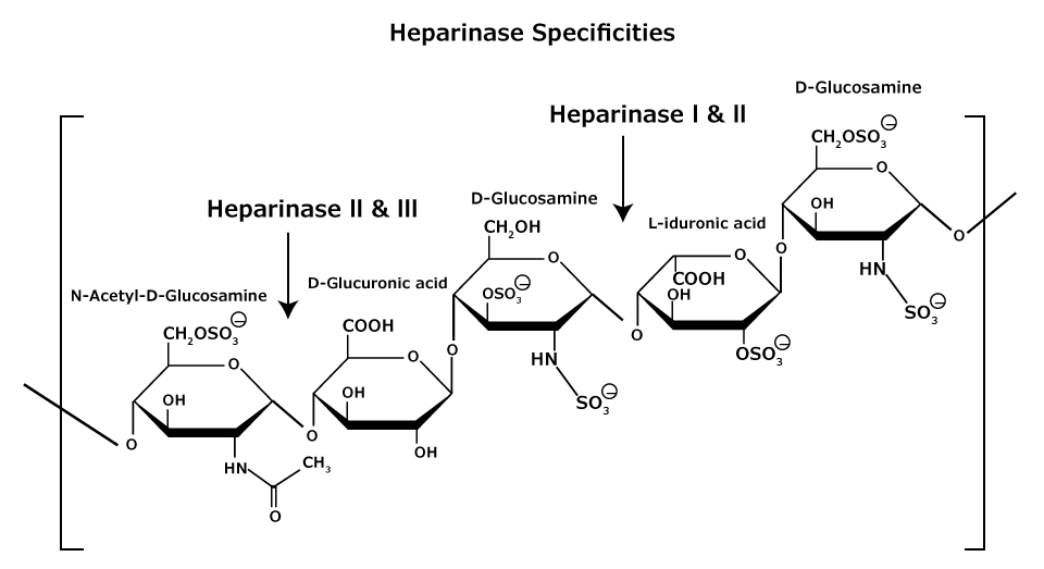 The chemical structure of heparan and heparin glycosaminoglycans that consist of heterogeneous mixtures of repeating units of D-glucosamine and L-iduronic acids or D-glucuronic acids, sulfation at each residue may vary. Shows the specificities of heparinase I, II, and III.