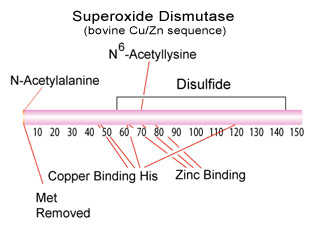 Superoxide Dismutase Structure
