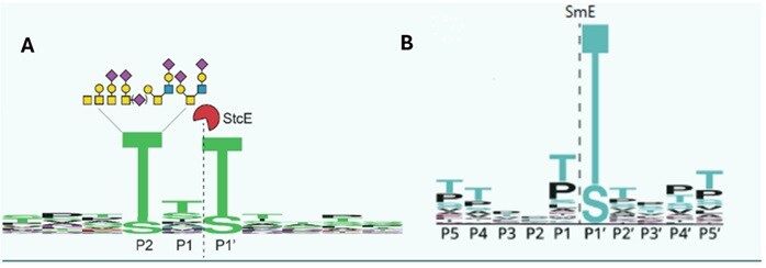 Consensus sequence and specificty for Mucinase StcE (A) and Mucinase SmE (B) A two-part diagram illustrating the interaction of proteins with enzymes. Part A shows the enzyme StcE interacting with glycan structures at specific sites (P1, P2, P1'). Part B depicts the enzyme SmE targeting another set of sites (P5, P4, P3, P2, P1, P1', P4', P5') on a substrate, highlighting the specific binding interactions.