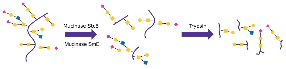Mucinase StcE/Trypsin Digestion Schematic of the standard tryptic digest preparation of a mucin glycoprotein with structures including reduction and alkylation with pre-treatment using Mucinase StcE (Product No. SAE0202).