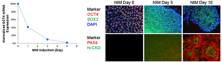 Neuronal differentiation of iPSCs 