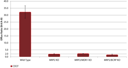 野生型(WT)和MRP2敲除(KO)细胞系中MRP2底物CDCF的外排