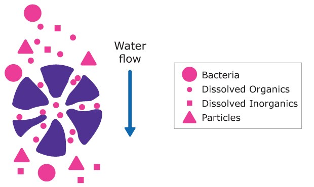 Diagram of water purification process using activated carbon Illustration of water purification by activated carbon showing the selective removal of organic molecules (represented as small pink circles) from water.