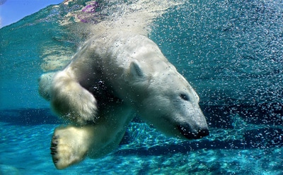 Avanti Research™ Mascot: Polar Bear Polar bear swimming underwater with white fur contrasting blue water, surrounded by bubbles and light reflecting off the surface above.