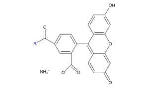 Structure of Fluorescent Probe Fluorescein Black line drawing of fluorescein showing key groups: carbonyl, ammonium, hydroxyl, and variable "R" on two aromatic rings.