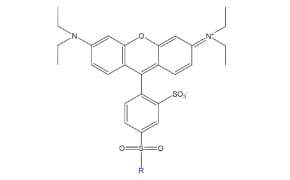 Structure of Lissamine Rhodamine Fluorophore Black-on-white structure shows fused aromatic rings, charged nitrogen, a sulfonate group, and a blue R group for variable substitution.