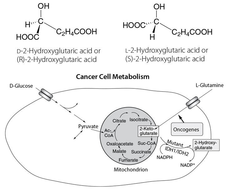 Cancer Cell Metabolism Involving 2-Hydroxyglutaric Acid Cancer Cell Metabolism Involving 2-Hydroxyglutaric Acid