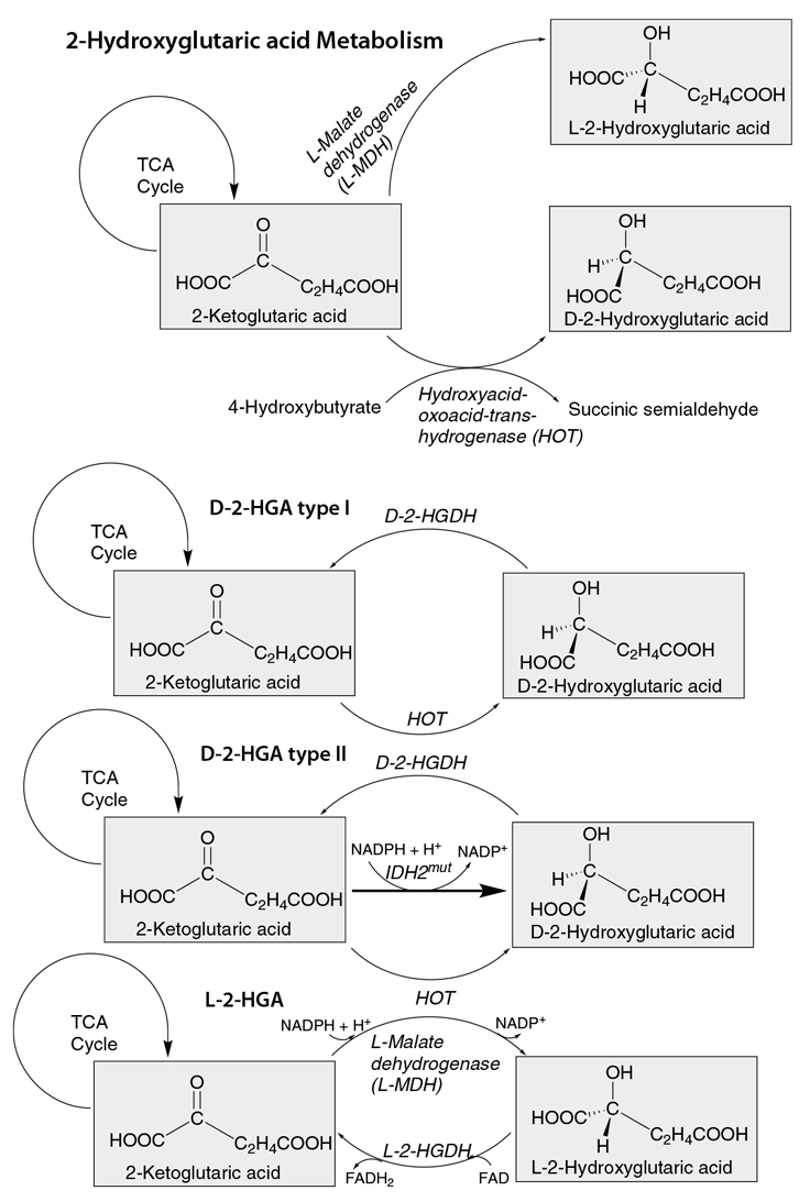 Pathway of 2-Hydroxyglutaric Acid Metabolism Pathway of 2-Hydroxyglutaric Acid Metabolism