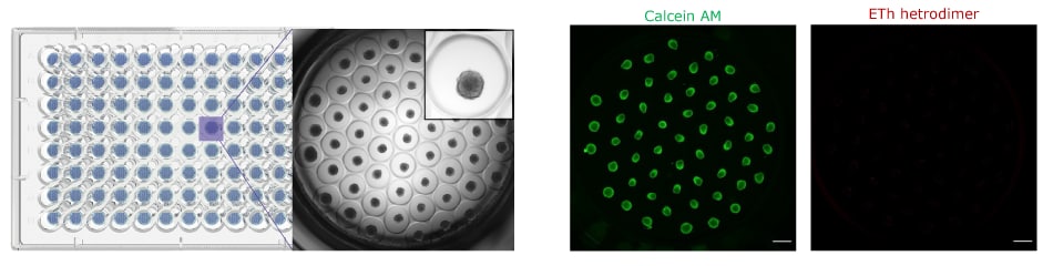 Organoid Imaging Millicell Microwell Plate Brightfield imaging of one Millicell<sup>®</sup> Microwell plate well and organoid live/dead fluorescent staining