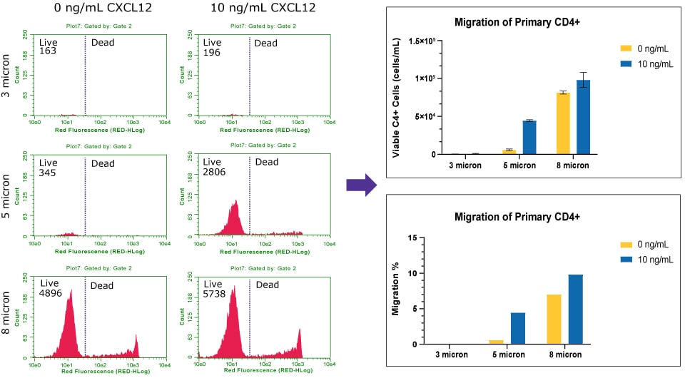 Chemotaxis of human primary CD4+ cells to CXCL12/SDF1-alpha Histograms of the live/dead cell count of human primary CD4+ cells and quantification of the percent migration.