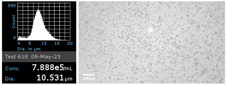 Jurkat cell concentration and diameter Cell concentration and diameter of Jurkat cells and microscopy image of Jurkat cells to confirm cell morphology