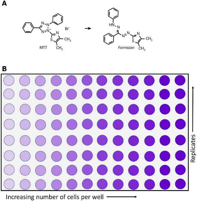 Metabolism of MTT to a formazan salt and 96-well plate