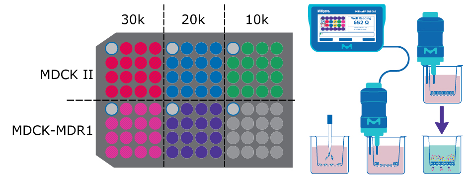 On the left, a plate map broken into six sections for the different seeding densities and cell types. On the right, a diagram the assay protocol including seeding the cells and TEER readout.