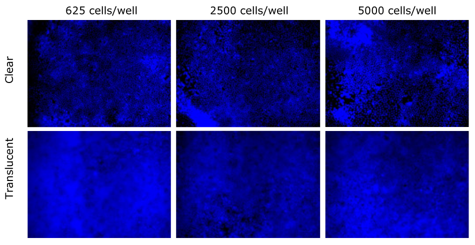 Caco-2 nuclei were stained with DAPI after 24 days and compared between clear and translucent Millicell® membranes. They were stained for three seeding densities 625, 2500, and 5000 cells/well. Nuclei were more clearly visible on clear Millicell® inserts than translucent.