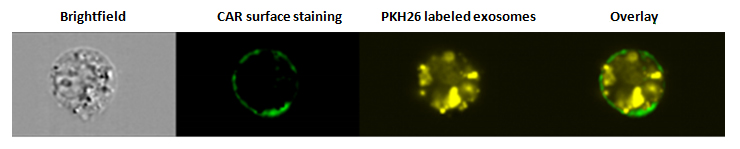 Internalization of exosomes