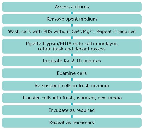 贴壁细胞系的传代培养