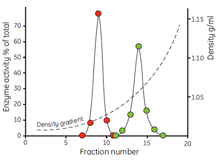 Fractionation of rat liver hepatocytes cells