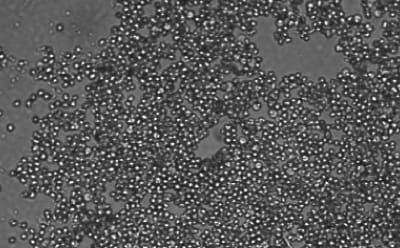 Spheroid-qualified Hepatocytes A Microscopy image of hepatocytes forming spheroids after seeding and centrifugation. Dark grey rectangle with light grey dots across the surface indicating cells.