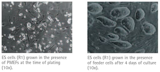 ES Cell Culture with PMEF Feeder Cells ES Cell Culture with PMEF Feeder Cells