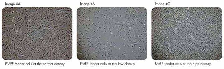Protocol Template Plating PMEF Feeder Cells
