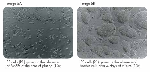 Protocol Template ES Cell Culture without PMEF Feeder Cells