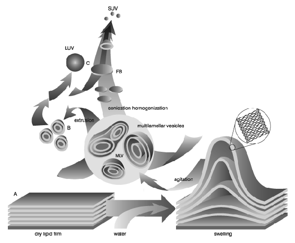 Diagram showing liposome formation: dry lipid films (A) hydrate and swell, forming multilamellar vesicles (MLV) via agitation/extrusion (B), then become large (LUV) or small unilamellar vesicles (SUV) through sonication/homogenization (C). Arrows show process flow.