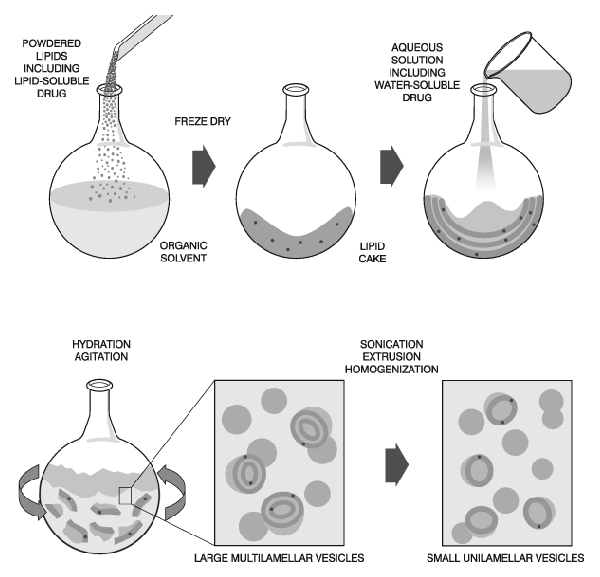 Liposome preparation, from powdered lipids and drugs through hydration, agitation, and processing to form multilamellar and small unilamellar vesicles.