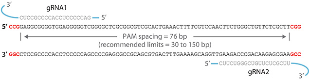 CRISPR Cas3