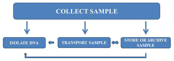 包含样本收集、运输、存档和DNA纯化的工作流程。