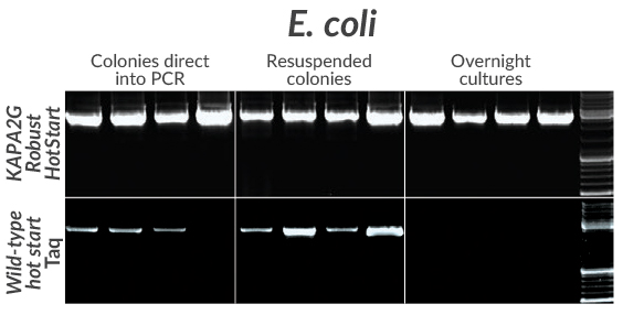 采用KAPA2G Robust HotStart（上方）或野生型Taq（下方）对四种常用的大肠杆菌菌株（DH5a、DH10B、JM109或BL21）中的一段2.7 kb克隆插入片段进行扩增。