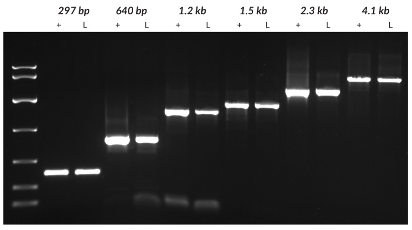 采用纯化的DNA（+）或使用KAPA3G植物PCR试剂盒处理的叶盘（L）对不同长度的靶标（来自烟草的297 bp和4100 bp、番茄的640 bp、葡萄的1221 bp和马铃薯的1448 bp和2249 bp）进行扩增。