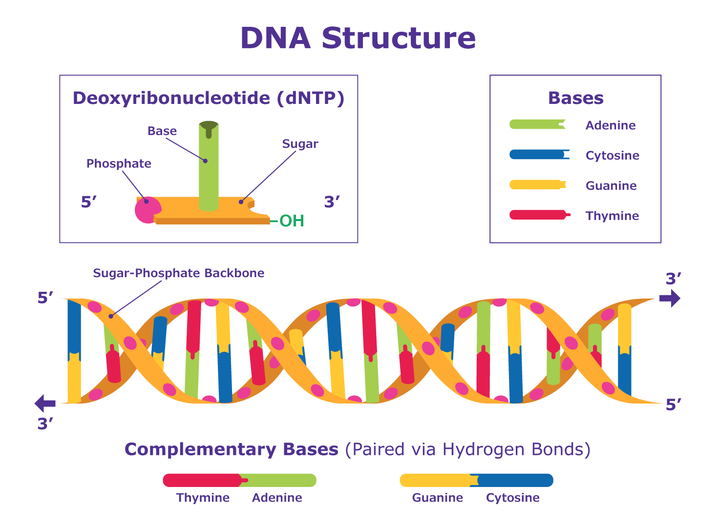DNA 结构示意图。DNA 是由两条相互缠绕形成双螺旋的链组成的分子。每条链都由一串称为脱氧核苷酸（dNTPs）的分子组成。