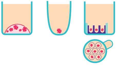 : Schematic of three in vitro 3D organoid screening methods : Schematic of three in vitro 3D organoid screening methods
