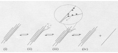 The proposed mechanism for isolating nanotubes from bundles, featuring four steps labeled (i) to (iv). Step (i) shows bundled nanotubes, step (ii) indicates initial separation, step (iii) highlights interaction with a separating agent, and step (iv) depicts the final isolated nanotubes.
