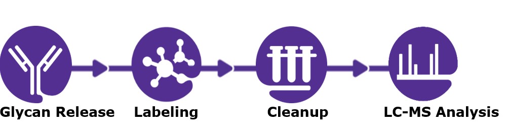 Workflow for released N-glycan analysis