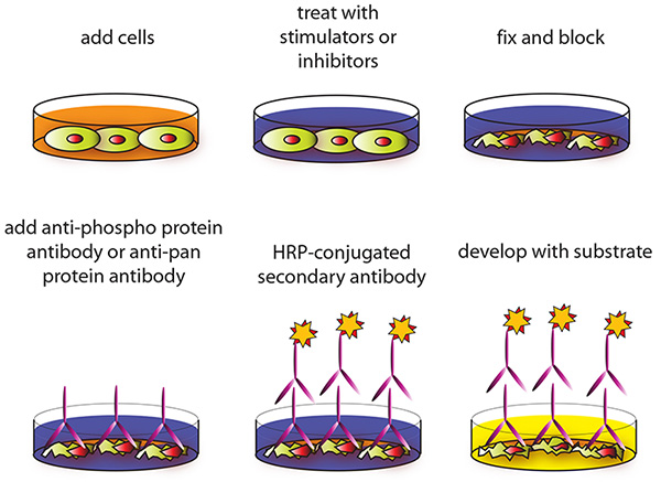 基于细胞的检测过程