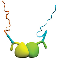 使用来自相同物种的一抗检测蛋白互作